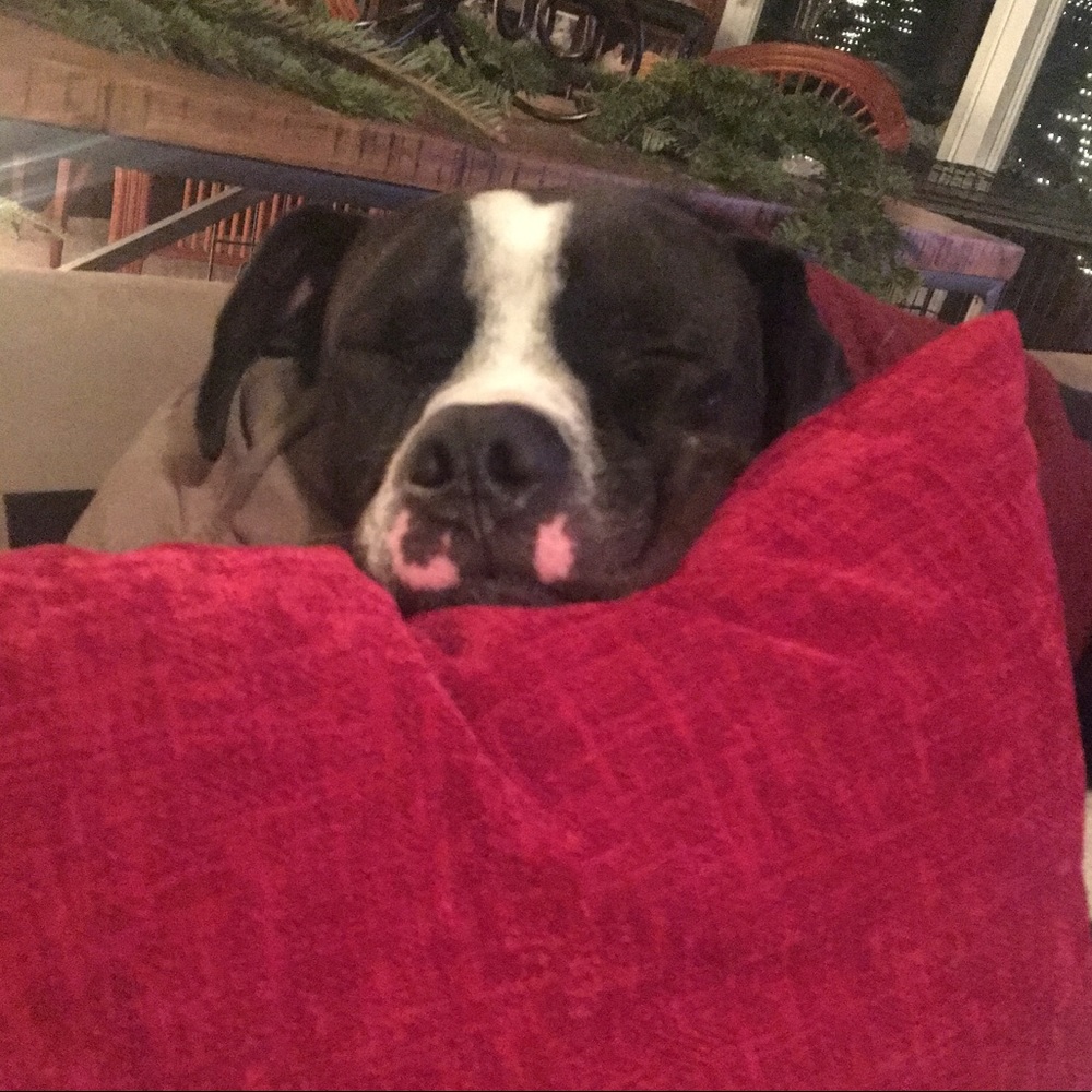 Meet your Posher, Payton